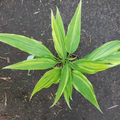 Hosta 'Hyuga Urajiro'